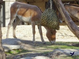 Tiergarten Schönbrunn am 20.10.2025